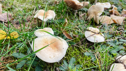 White mushrooms with pale brown centers growing in damp green moss and grass. Forest fungi detail