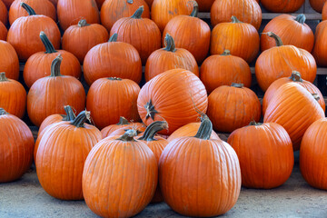 Rows of bright orange pumpkins lined up for autumn harvest display in Boston, USA
