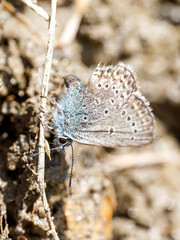 Plebejus idas – Petit Argus azuré absorbant des sels minéraux sur la boue en alpage, Tignes, Savoie