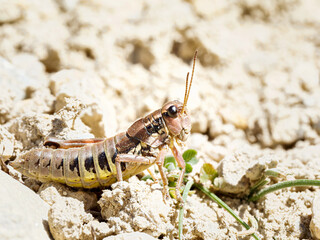 Podisma pedestris – Criquet montagnard sur sol pierreux, Tignes, Savoie