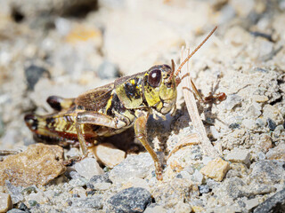 Podisma pedestris &ndash; Criquet montagnard sur sol caillouteux en altitude, Tignes, Savoie