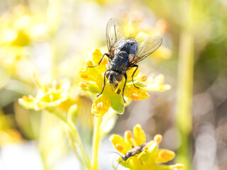 Tachinidae indet. – Mouche tachinaire sur fleur alpine, Tignes, Savoie