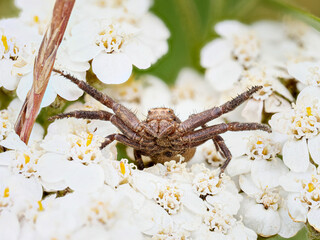 Xysticus sp. – Araignée crabe embusquée sur Achillée millefeuille, Tignes, Savoie
