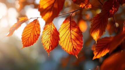 Close-up of vibrant orange autumn leaves with detailed veins, backlit by sunlight, creating a warm, cozy feel
