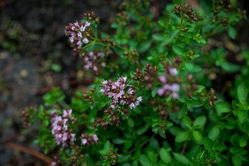 Small purple flowers of oregano 