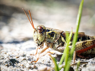 Melanoplus frigidus, criquet alpin sur sol rocailleux à Tignes, Savoie