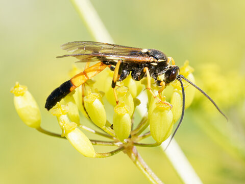 Ichneumoninae indet., gu&ecirc;pe parasito&iuml;de noire et orange sur ombellif&egrave;re alpine &agrave; Tignes, Savoie