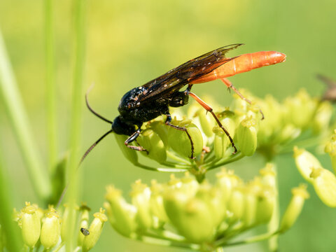 Ichneumoninae indet., gu&ecirc;pe parasito&iuml;de noire et orang&eacute;e observ&eacute;e sur une ombellif&egrave;re alpine &agrave; Tignes, Savoie