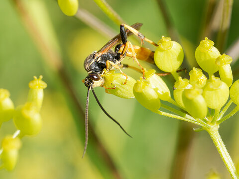 Ichneumoninae indet., gu&ecirc;pe parasito&iuml;de noire et orange sur ombellif&egrave;re alpine &agrave; Tignes, Savoie
