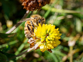 Macro d’une abeille domestique (Apis mellifera) en pleine récolte de nectar sur une fleur jaune alpine à Tignes, dans les Alpes françaises.