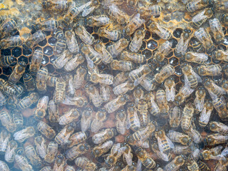 Colonie d’abeilles domestiques (Apis mellifera) sur les rayons d’une ruche vitrée à Tignes, Savoie