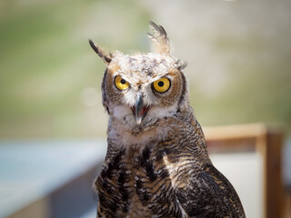 Portrait d’un Grand-duc d’Amérique (Bubo virginianus) tenu par un fauconnier lors d’une présentation de rapaces à Tignes, Savoie, France.