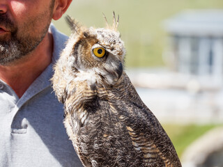 Portrait d’un Grand-duc d’Amérique (Bubo virginianus) tenu par un fauconnier lors d’une présentation de rapaces à Tignes, Savoie, France.