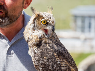 Portrait d’un Grand-duc d’Amérique (Bubo virginianus) tenu par un fauconnier lors d’une présentation de rapaces à Tignes, Savoie, France.