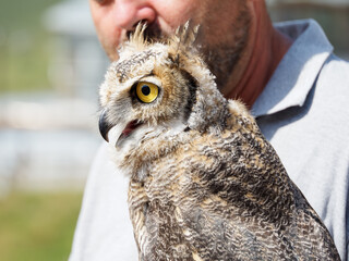 Portrait d’un Grand-duc d’Amérique (Bubo virginianus) tenu par un fauconnier lors d’une présentation de rapaces à Tignes, Savoie, France.