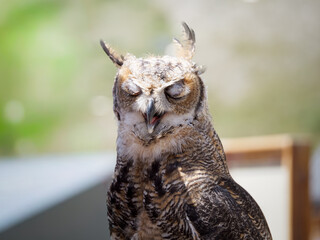 Portrait d’un Grand-duc d’Amérique (Bubo virginianus) tenu par un fauconnier lors d’une présentation de rapaces à Tignes, Savoie, France.