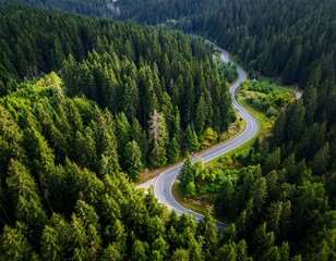 An aerial view of a winding road cutting through a dense forest of evergreen trees, bathed in sunlight