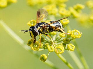 Chrysotoxum bicinctum, syrphe à deux ceintures, en train de butiner dans les alpages de Tignes, Savoie