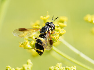 Chrysotoxum bicinctum, syrphe à deux ceintures, en train de butiner dans les alpages de Tignes, Savoie