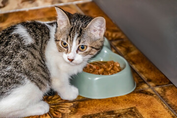 The cat eats food while sitting on the kitchen floor