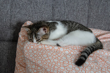 adorable cat sleeping on the pillow