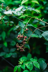Unripe blackberry growing in the garden. Berries in the garden.