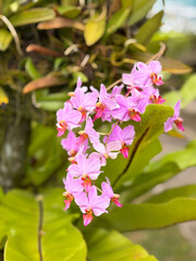 Delicate Pink Phalaenopsis Orchids Blooming Naturally in a Lush Tropical Forest