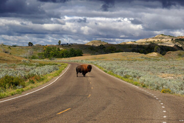 Lone bison stands in the road in Theodore Roosevelt National Park