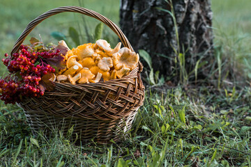 Yellow chanterelles in a beautiful wicker basket in a birch forest. Noble edible chanterelle mushrooms. Beautiful basket of mushrooms. © Юлия Клюева