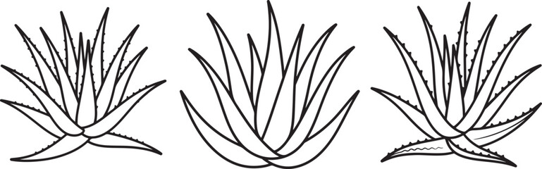set of Aloe Vera line art, coloring book page line art drawing, vector and illustration