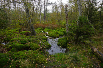 Naturschutzgebiet Schwenninger Moos; Hochmoor und Neckarursprung; Baden Württemberg; Deutschland