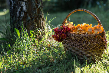 Yellow chanterelles in a beautiful wicker basket in a birch forest. Noble edible chanterelle mushrooms. Beautiful basket of mushrooms.