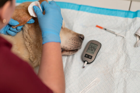 A veterinarian takes blood from the ear of a diabetic dog to measure blood sugar levels with a glucometer.