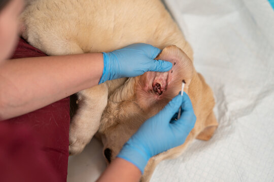 A veterinarian cleans a dog's ears. Treatment for otitis, ear mites, or allergies in dogs.