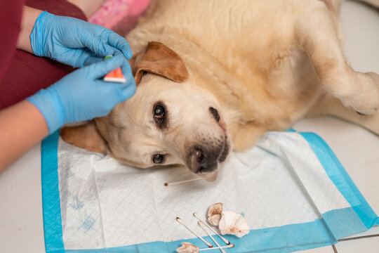 A veterinarian cleans a dog's ears. Treatment for otitis, ear mites, or allergies in dogs.