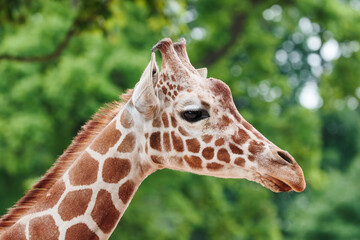 Profile of a giraffe