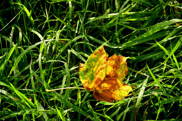 autumnal colored maple leaf on grass