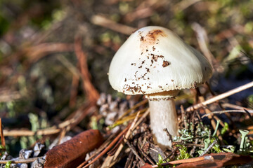 Detail of a gill-shaped, inedible mushroom among moss and fallen leaves in a forest during autumn