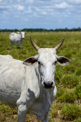 Close-up of Nelore cattle with horns, Sapé, Paraíba, Brazil