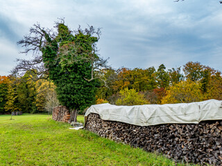 Brennholzlager auf einer Wiese im Herbst © focus finder