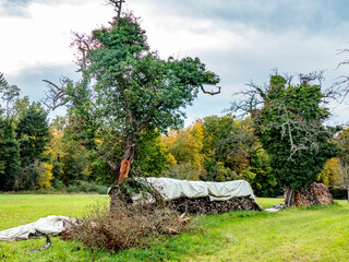 Brennholzlager auf einer Wiese im Herbst © focus finder