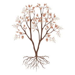 Irga bush with flowers and roots on a white background..eps