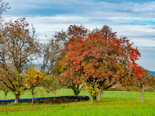 Brennholzlager auf einer Wiese im Herbst © focus finder