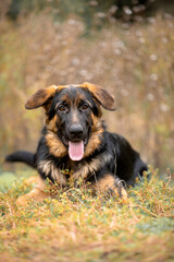 german shepherd puppy