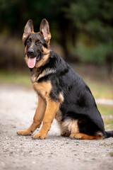 german shepherd puppy