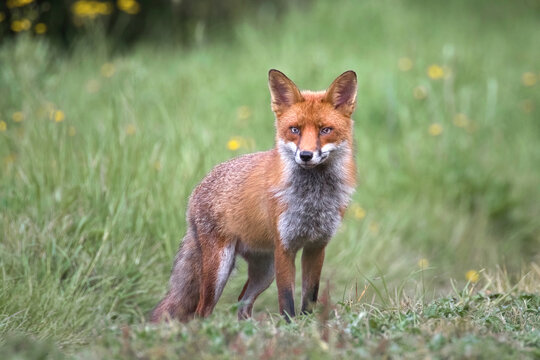 A close up portrait of a red fox, vulpes vulpes, as it stands in a field looking at the camera A natural out of focus background provides space for text copy