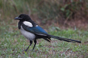 a very close portrait of a magpie, pica pica. It is standing on grass in a shower. Small raindrops are visible and its feathers are wet