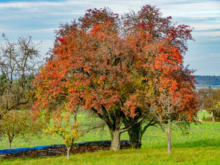 Brennholzlager auf einer Wiese im Herbst © focus finder