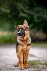 german shepherd puppy