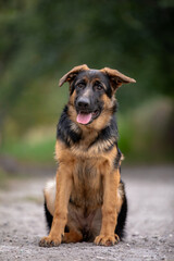 german shepherd puppy
